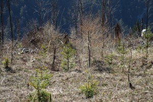 kalamitná plocha na holých Žiaroch s rastúcimi stromami 2- apríl 2020.jpg
